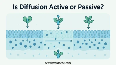 Is Diffusion Active or Passive